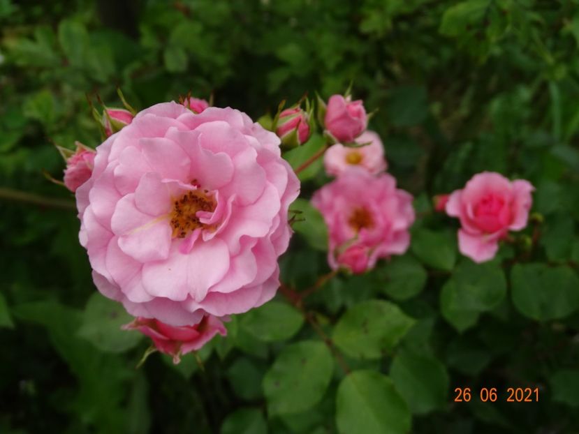  - Trandafiri 2021
