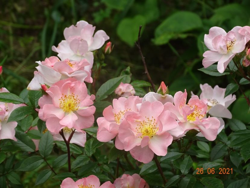  - Trandafiri 2021