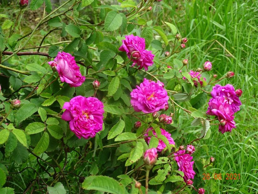  - Trandafiri 2021