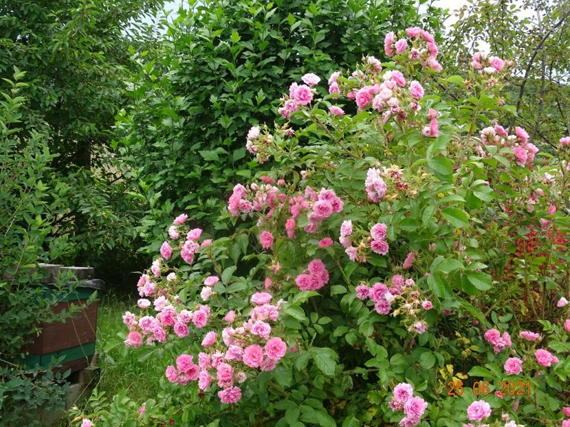  - Trandafiri 2021