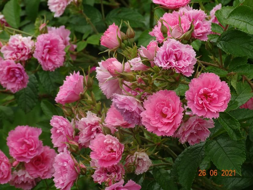  - Trandafiri 2021