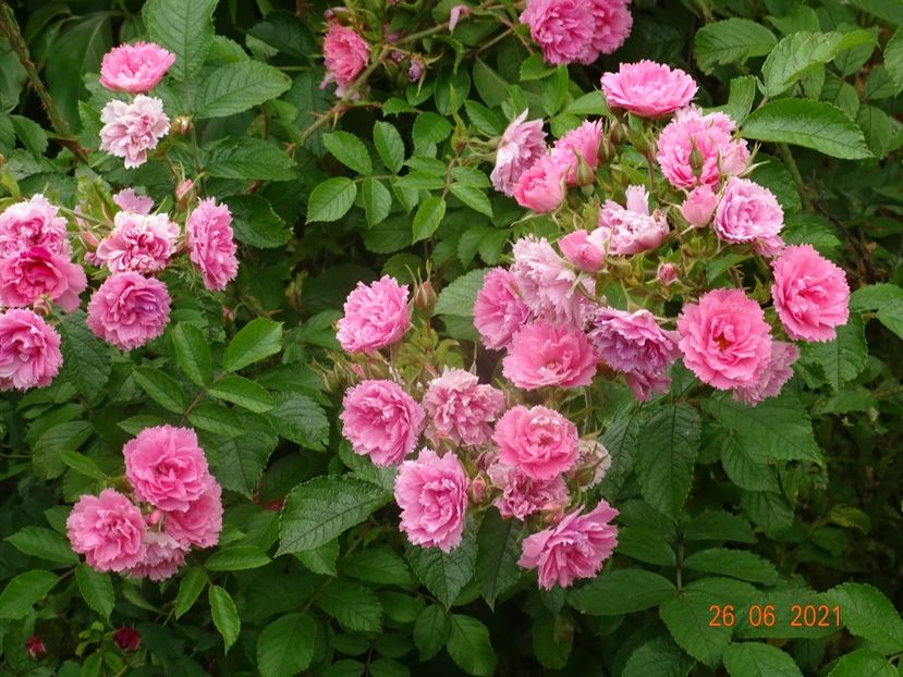  - Trandafiri 2021