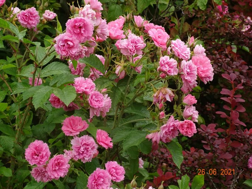  - Trandafiri 2021
