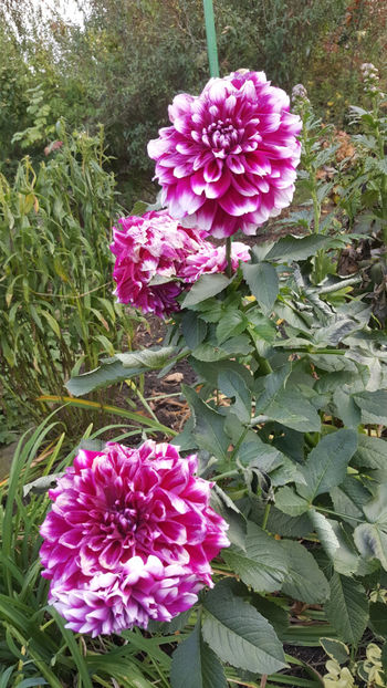 dahlia hybr. - Gradina si terasa PrimaLuce_8-Hello 2021