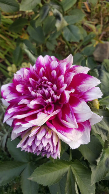 dahlia hybr. - Gradina si terasa PrimaLuce_8-Hello 2021
