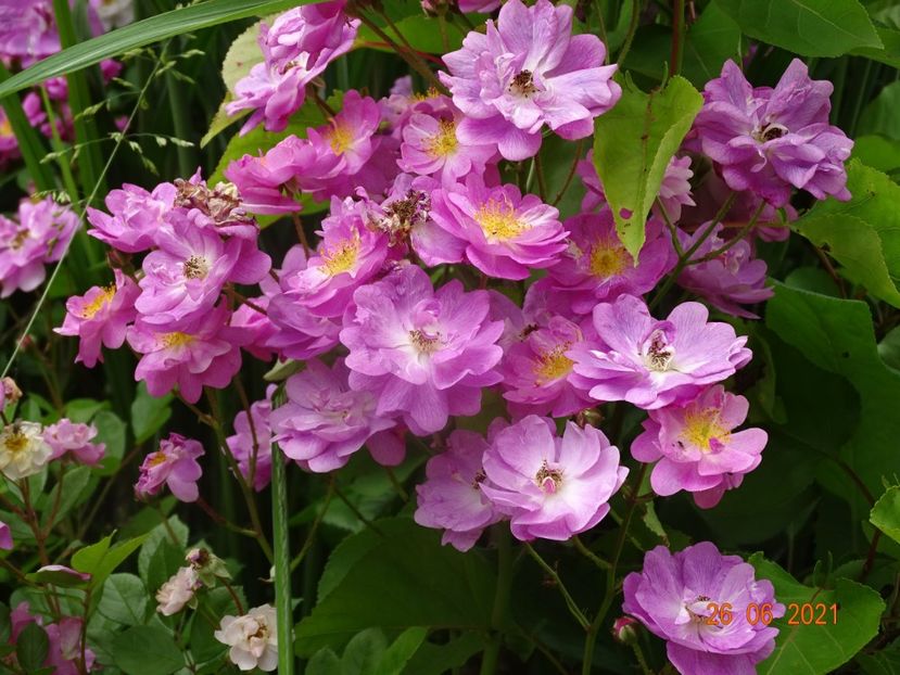  - Trandafiri 2021