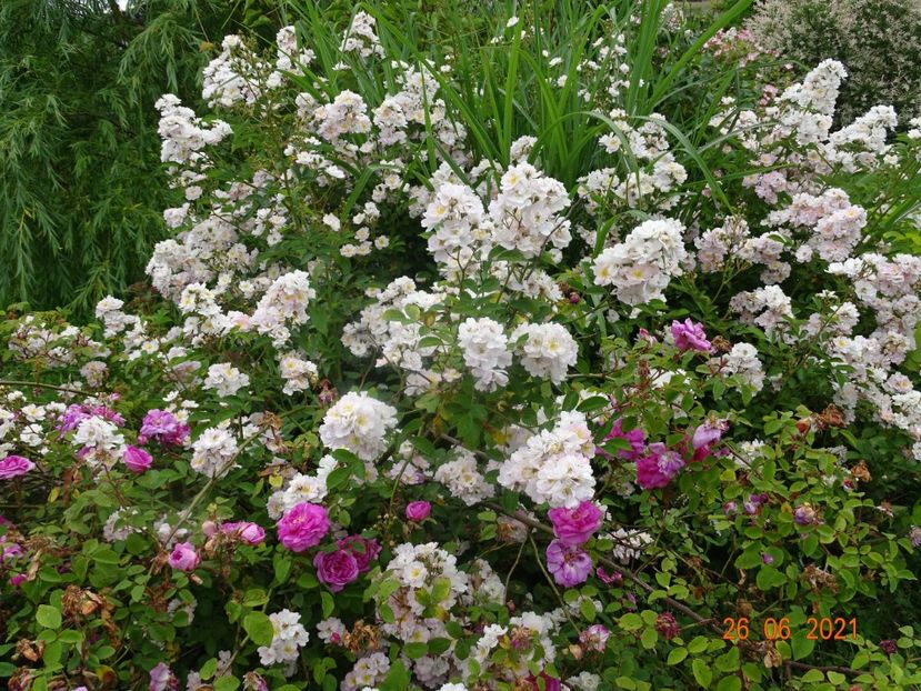 - Trandafiri 2021