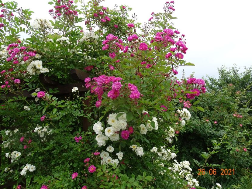  - Trandafiri 2021