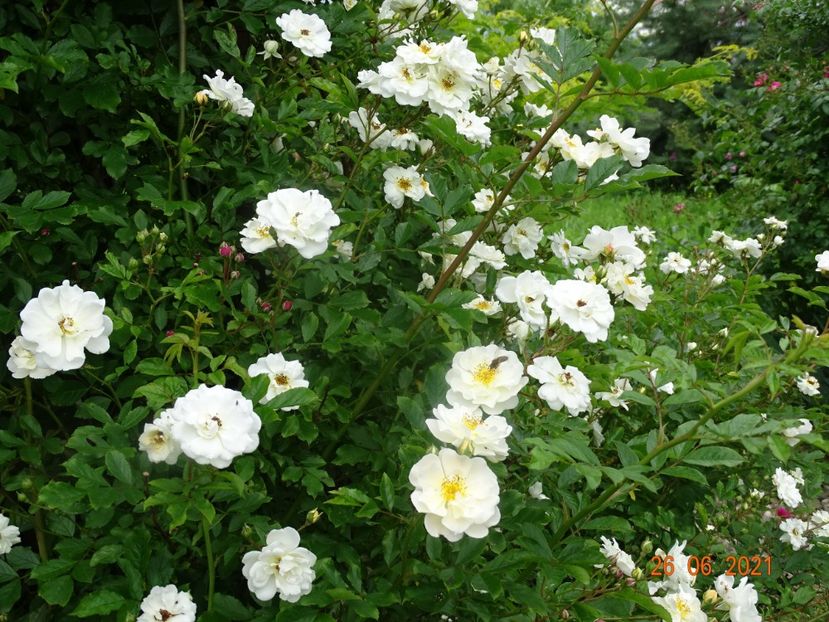  - Trandafiri 2021