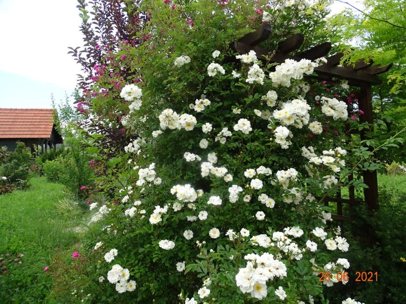  - Trandafiri 2021