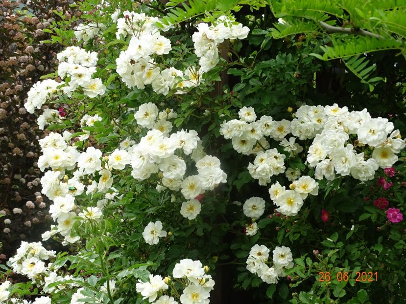  - Trandafiri 2021