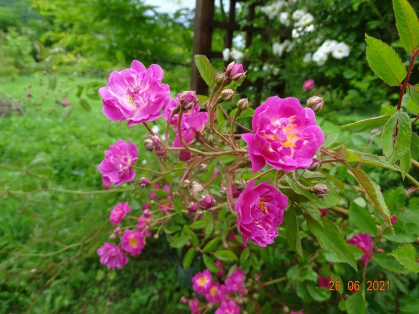  - Trandafiri 2021