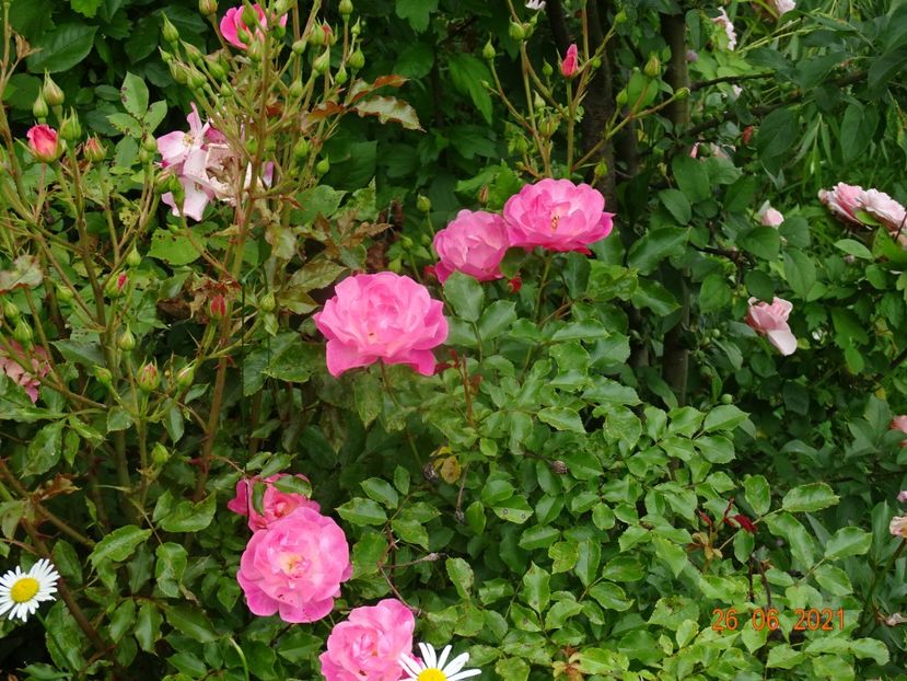  - Trandafiri 2021