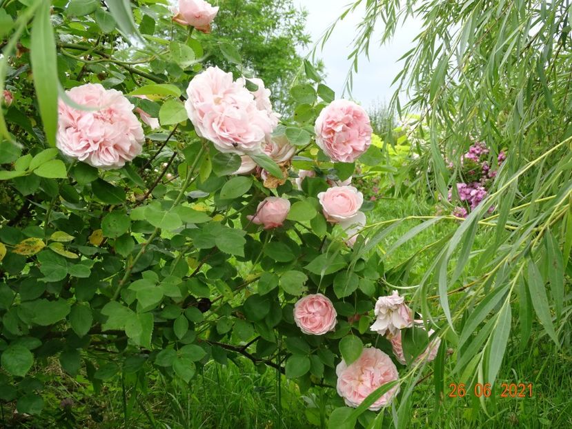  - Trandafiri 2021