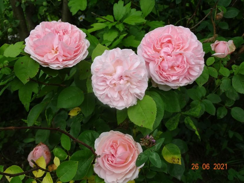  - Trandafiri 2021