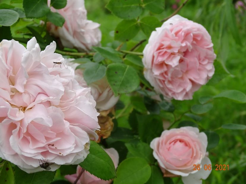  - Trandafiri 2021
