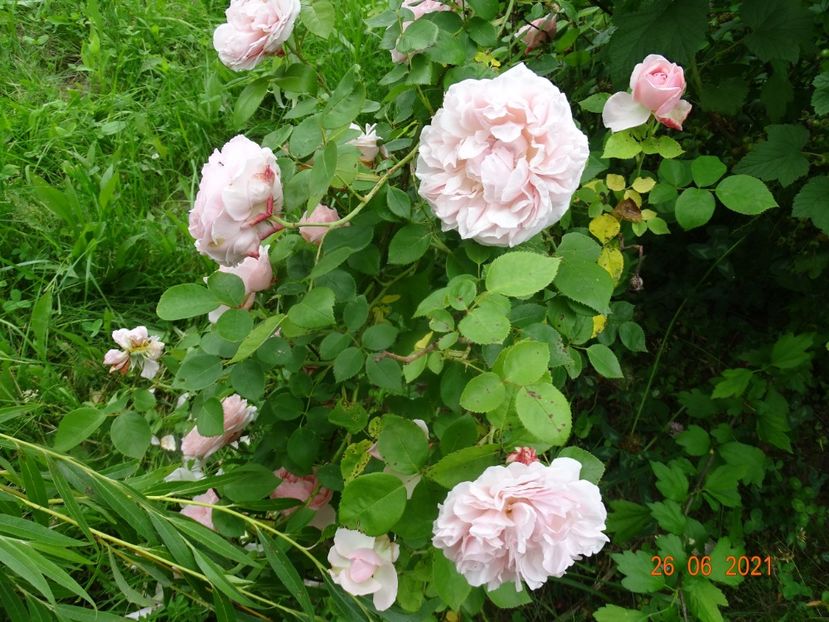  - Trandafiri 2021