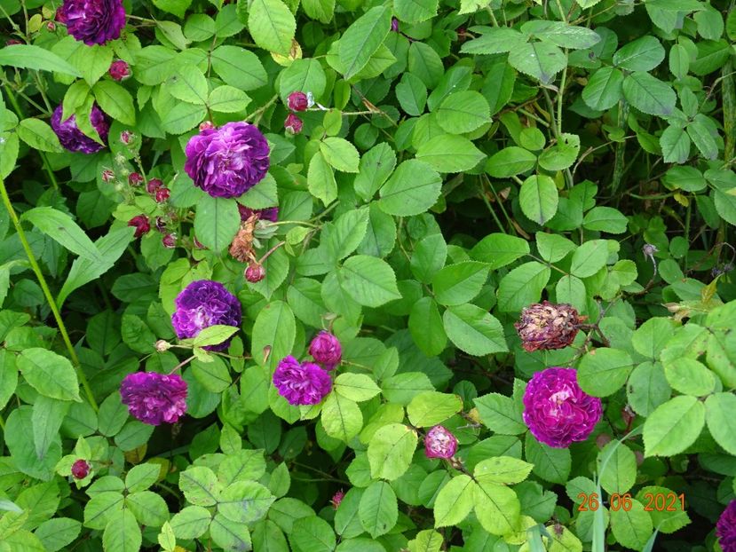  - Trandafiri 2021