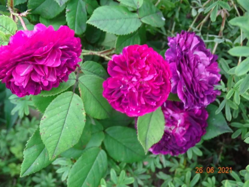  - Trandafiri 2021