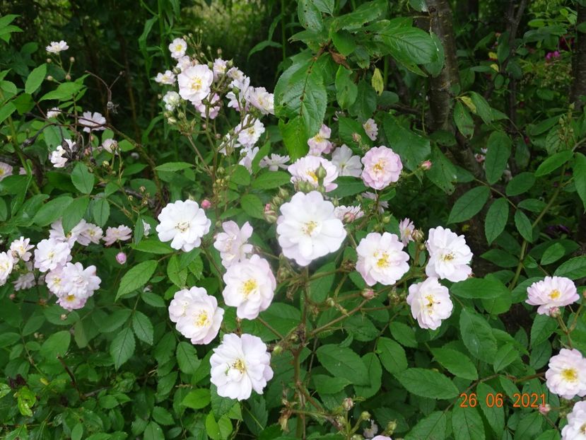  - Trandafiri 2021