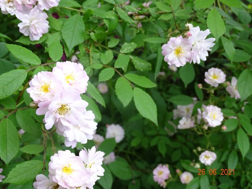  - Trandafiri 2021