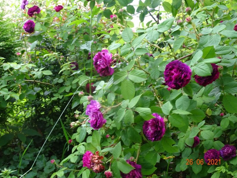  - Trandafiri 2021