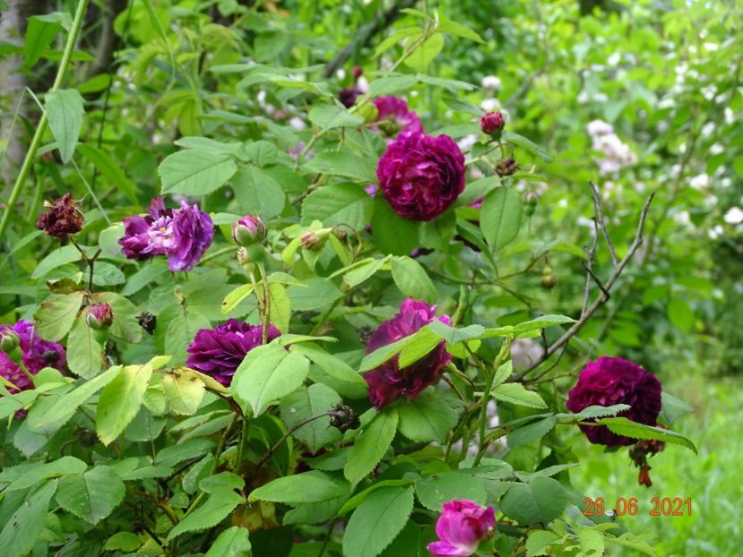  - Trandafiri 2021