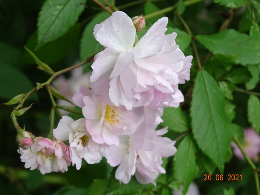  - Trandafiri 2021