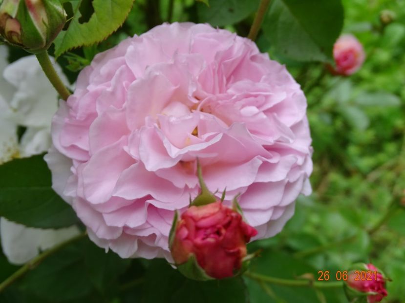  - Trandafiri 2021