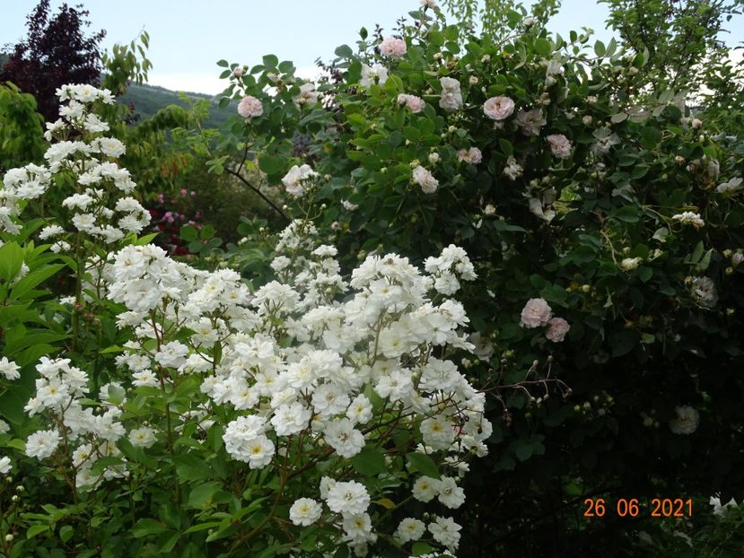  - Trandafiri 2021