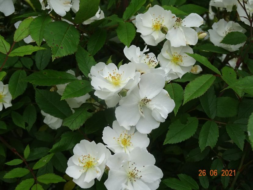  - Trandafiri 2021