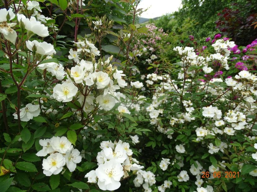  - Trandafiri 2021