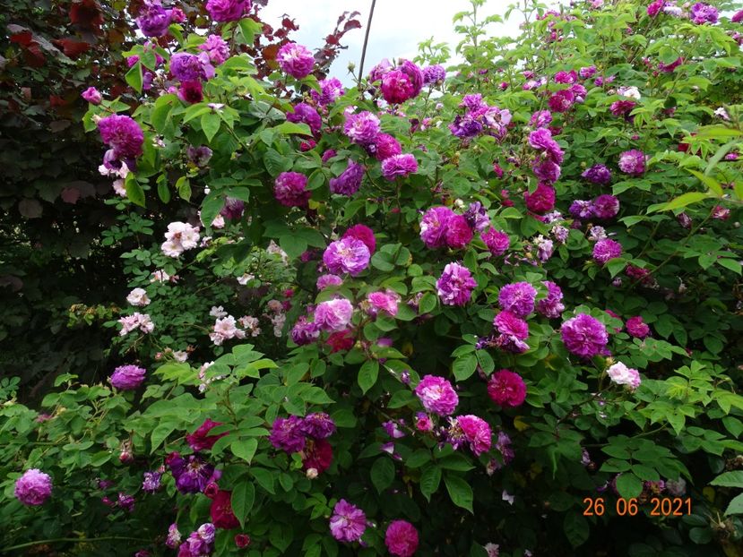  - Trandafiri 2021
