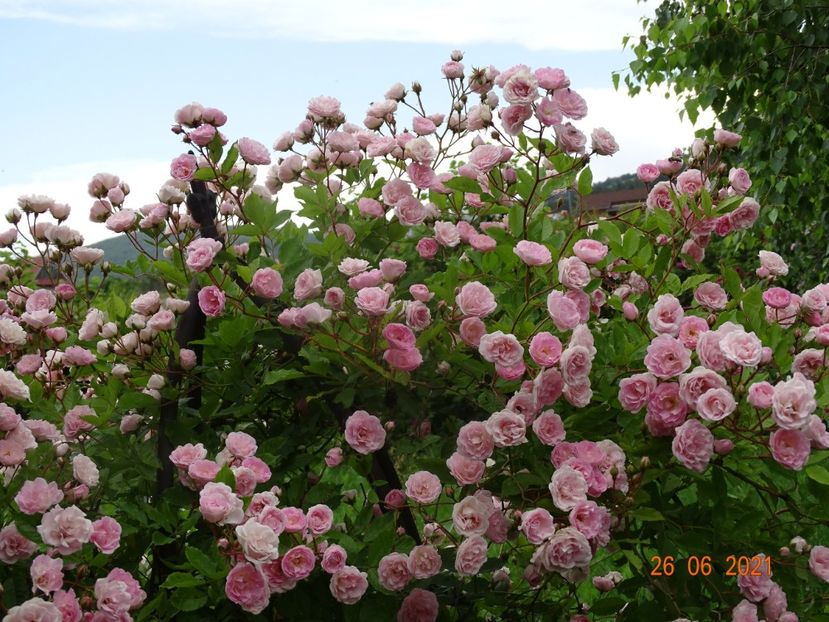  - Trandafiri 2021