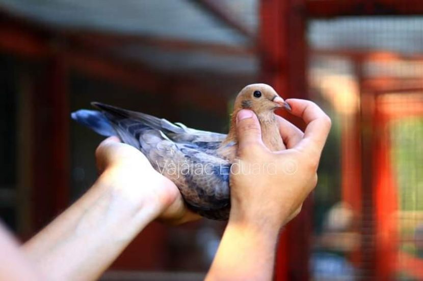  - Nu îmi aparțin 3