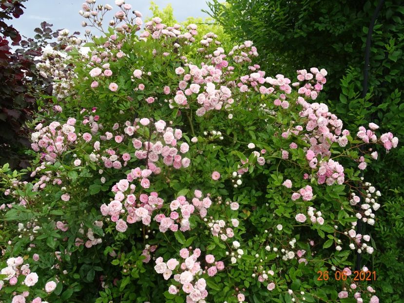  - Trandafiri 2021 2