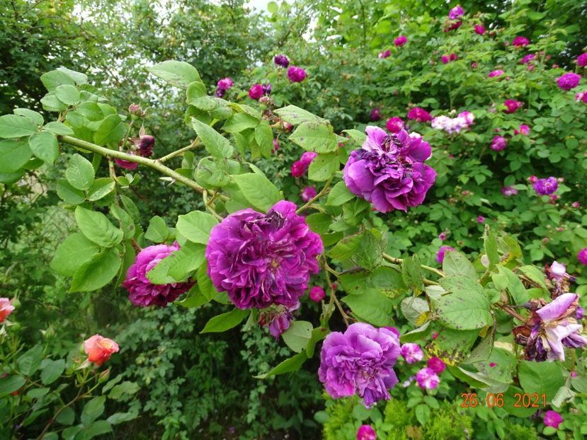  - Trandafiri 2021 2