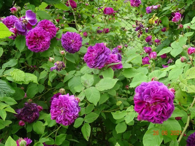  - Trandafiri 2021 2