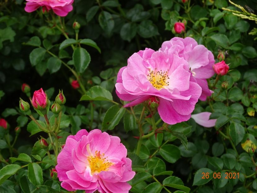  - Trandafiri 2021 2
