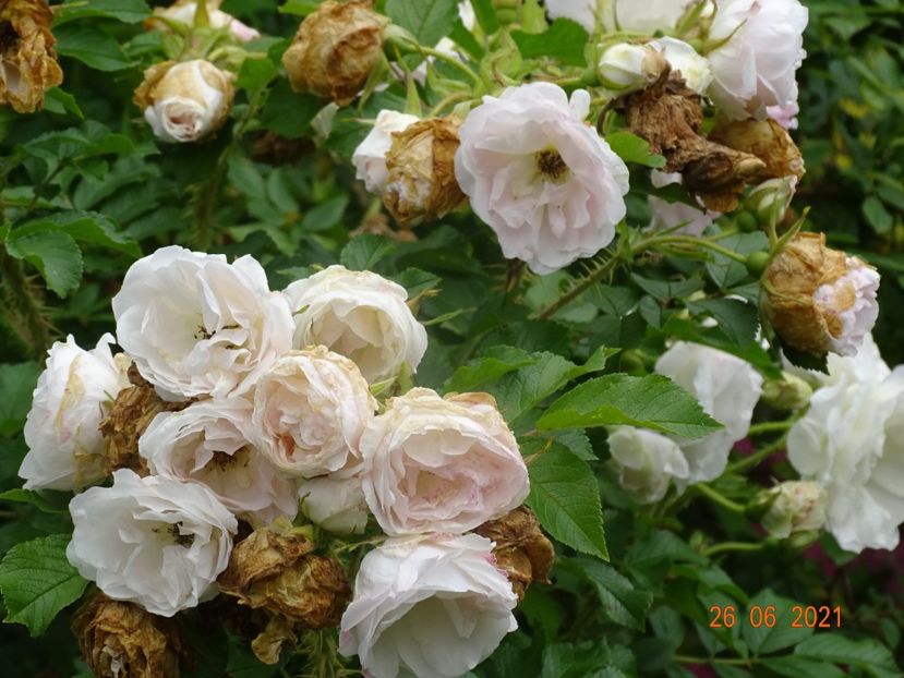  - Trandafiri 2021 2