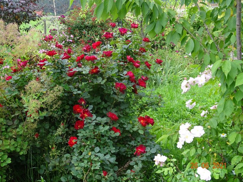  - Trandafiri 2021 2