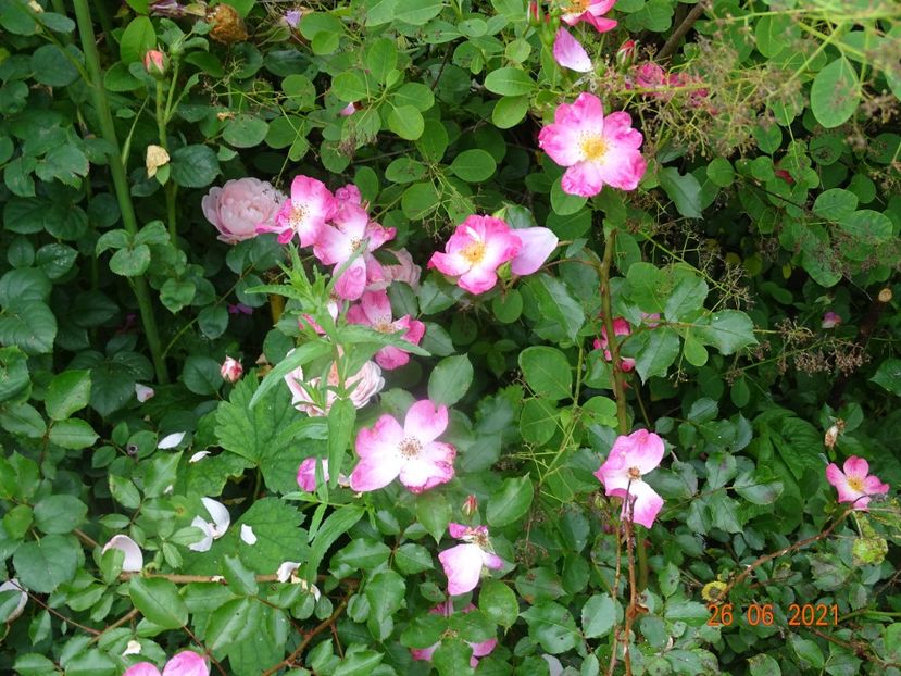  - Trandafiri 2021 2