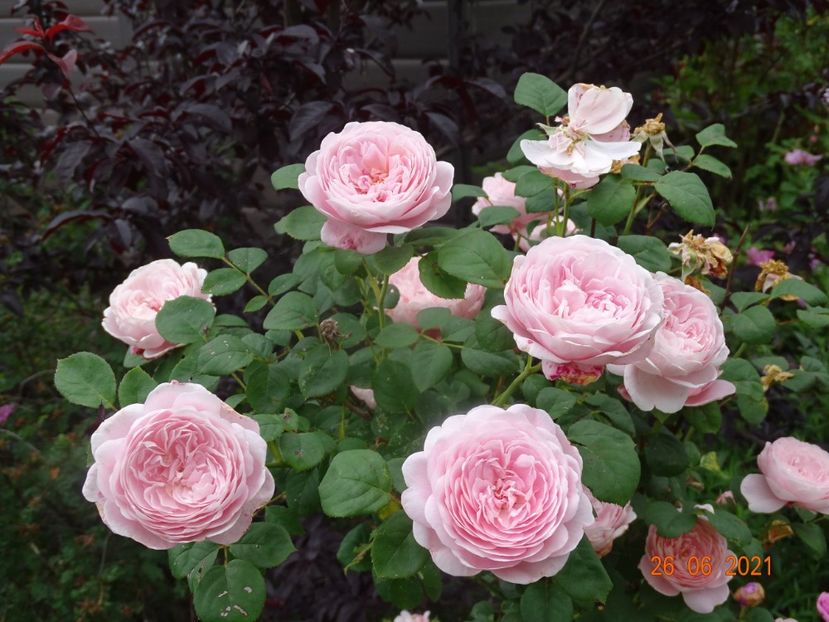  - Trandafiri 2021 2
