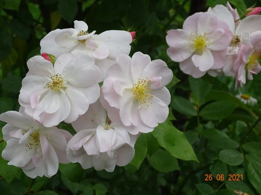  - Trandafiri 2021 2
