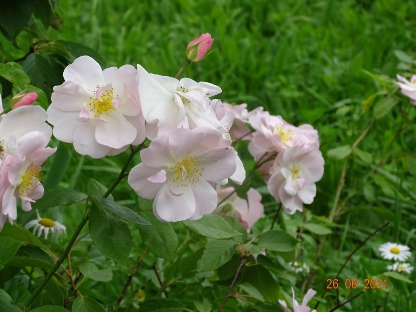  - Trandafiri 2021 2