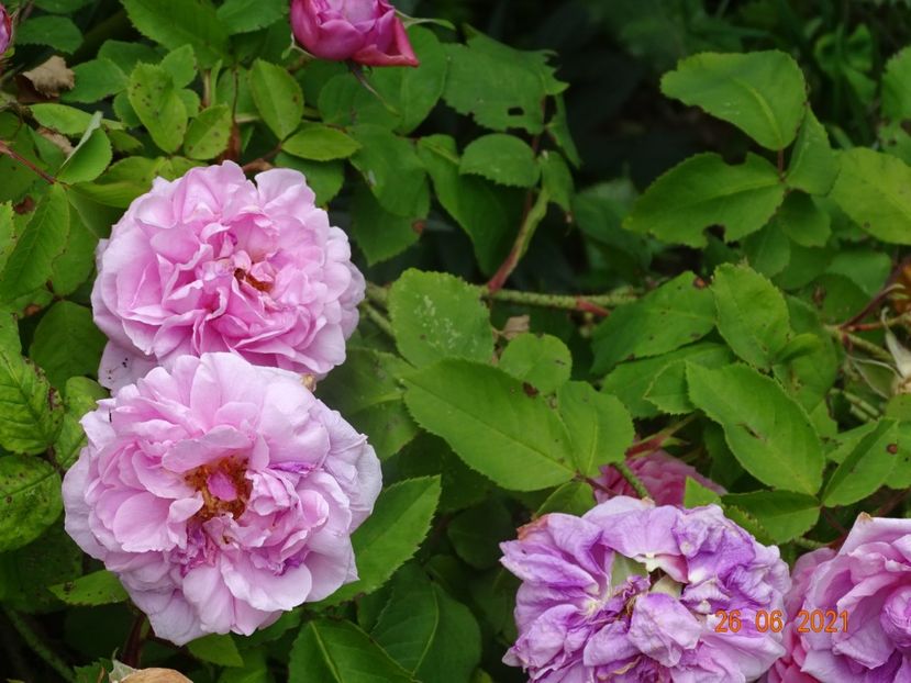  - Trandafiri 2021 2