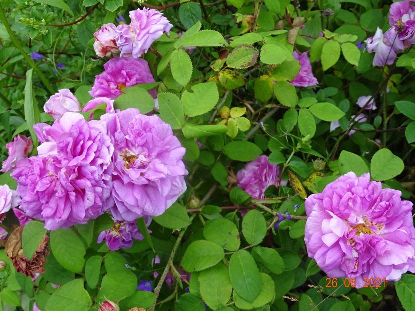  - Trandafiri 2021 2