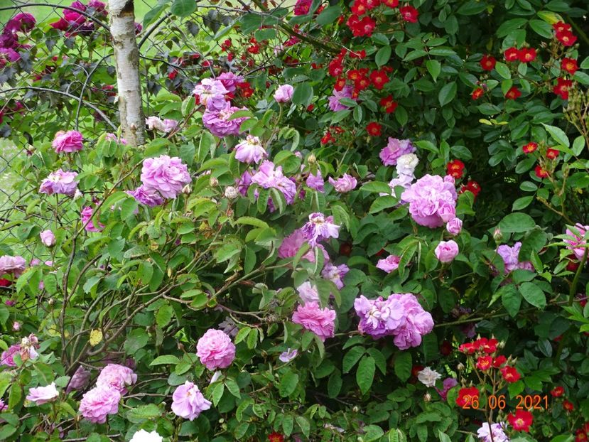  - Trandafiri 2021 2