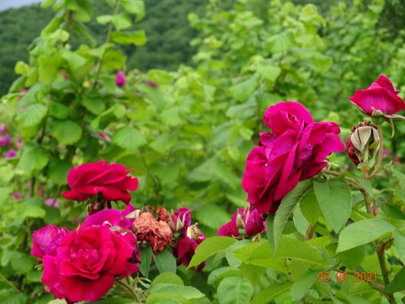  - Trandafiri 2021 2
