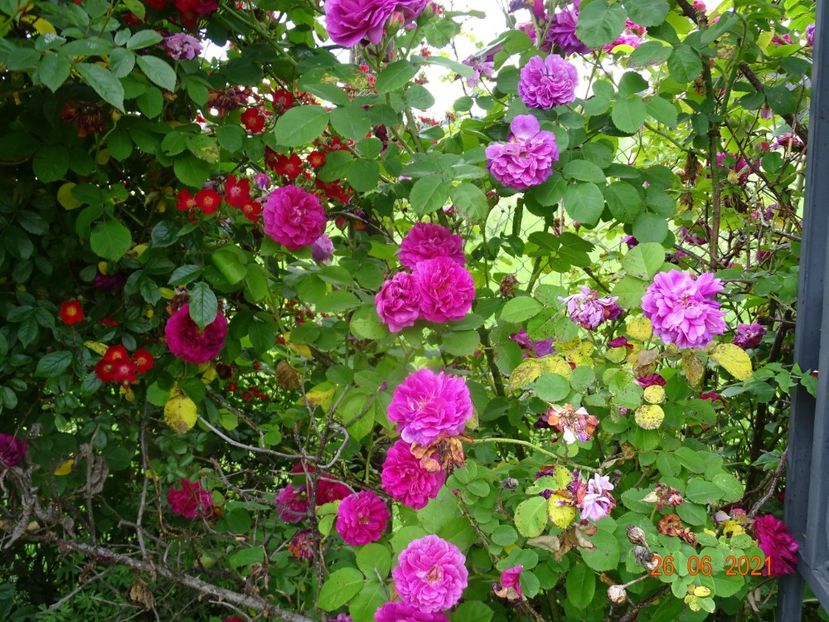  - Trandafiri 2021 2